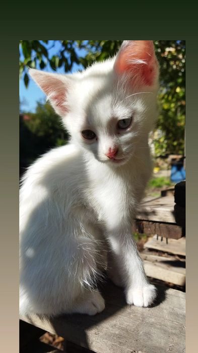 Кошенята шукають сім'ю