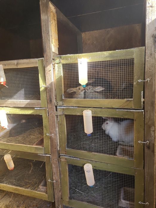 Króliki do dalszej hodowli