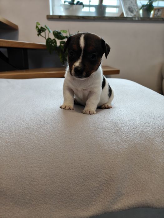 Sprzedam śliczną sunie Jack Russell Terrier tri-color