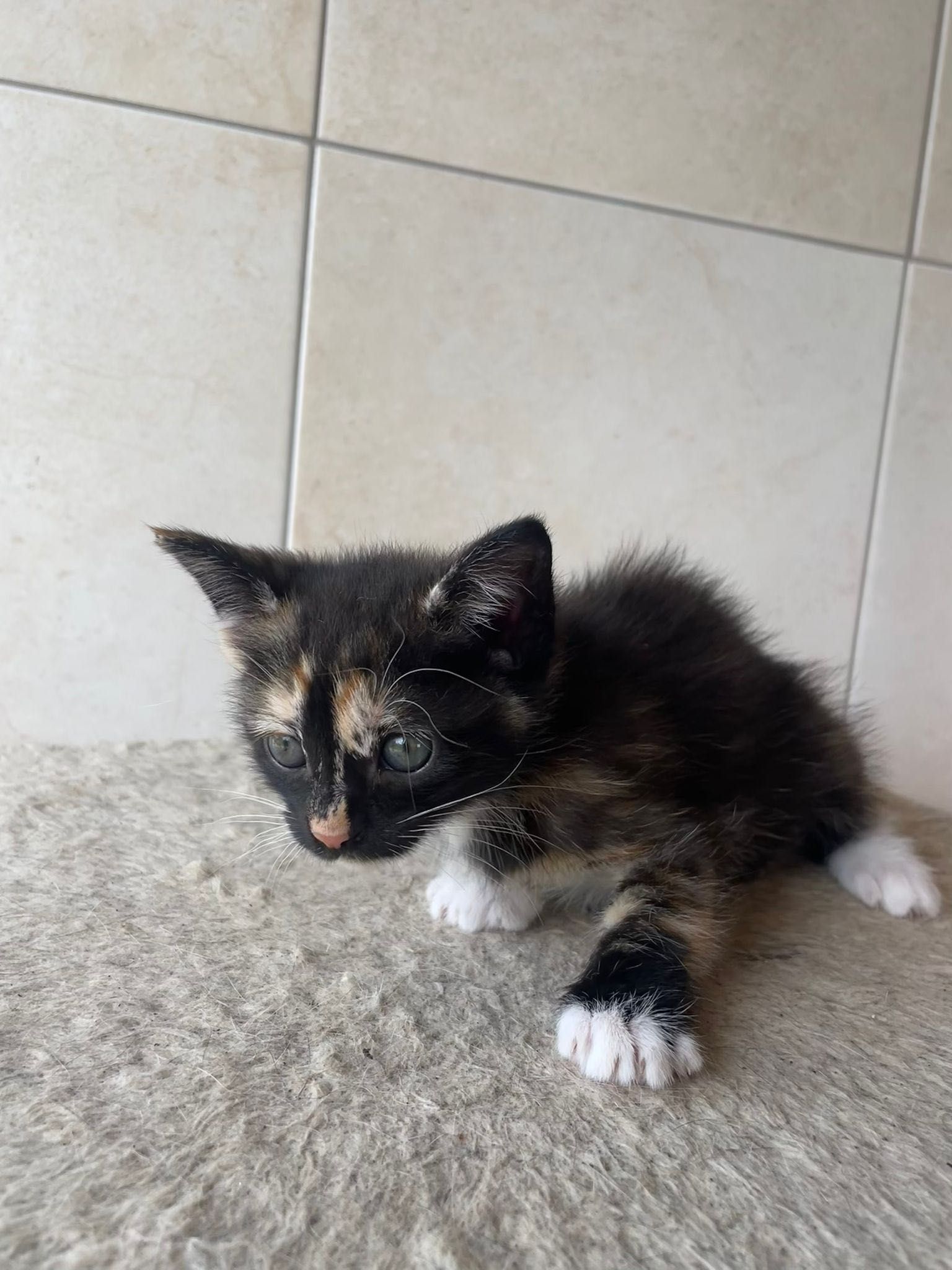 Gatinhas fêmeas para adoção!