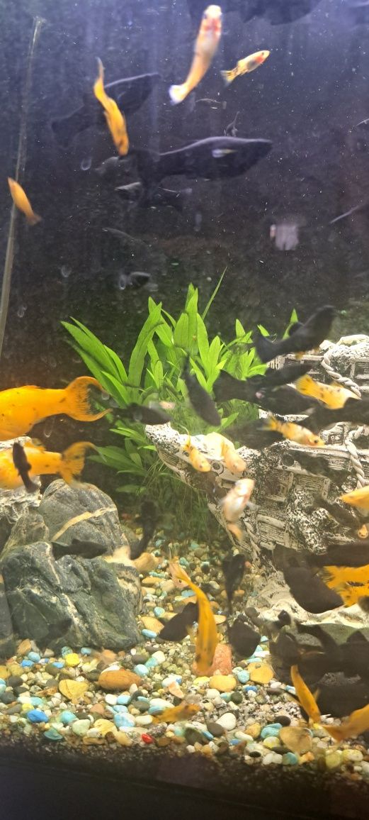Peixes molly baratos
