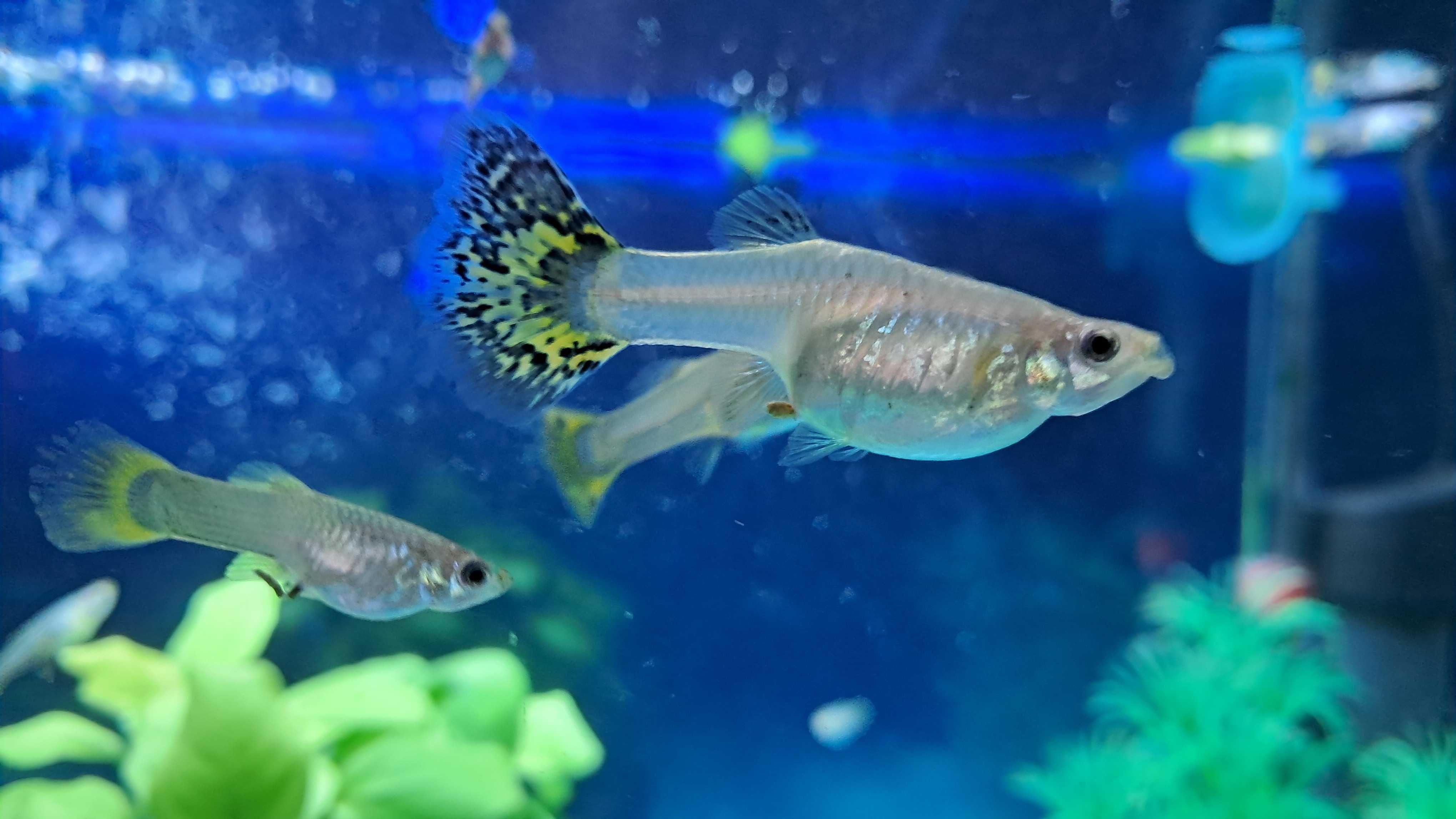Gupiki (Ryby akwariowe)