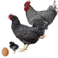 Інкубаційне яйце породи Гриз Бар