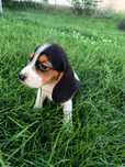 Rasowe Beagle tricolor
