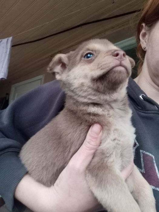 Каштанка 2 мес вакцинирована+бесплатная стерилизация