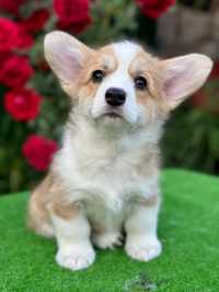 Девочка Pembroke Welsh Corgi