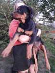 Suczka rottweiler po pięknych rodzicach