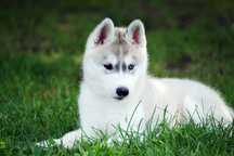 Husky szczeniak z rodowodem ZKwP piesek husky