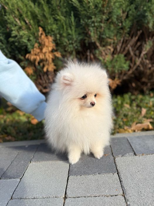 Хлопчик з документами КСУ