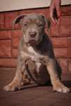 American Bully XL suczka