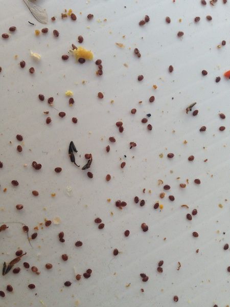 Tratamento Varroa