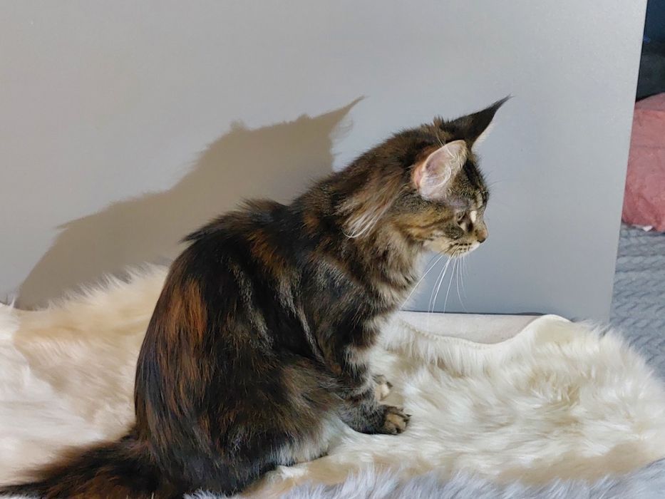 Xylia koteczka MCO FPL/FIFE