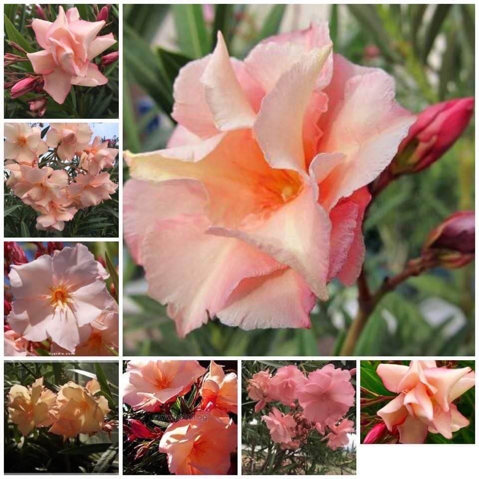 Oleander Provence łososiowy pełny pachnący