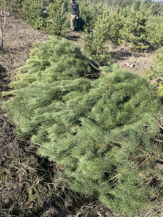 Сосна , ялинка новорічна оптом, звичайна , кримська