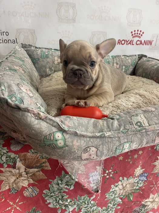 Bulldog  frances   Lilac fawn top