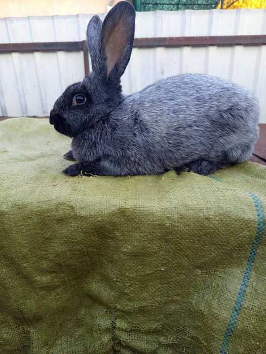 Молоді кролі та кролички