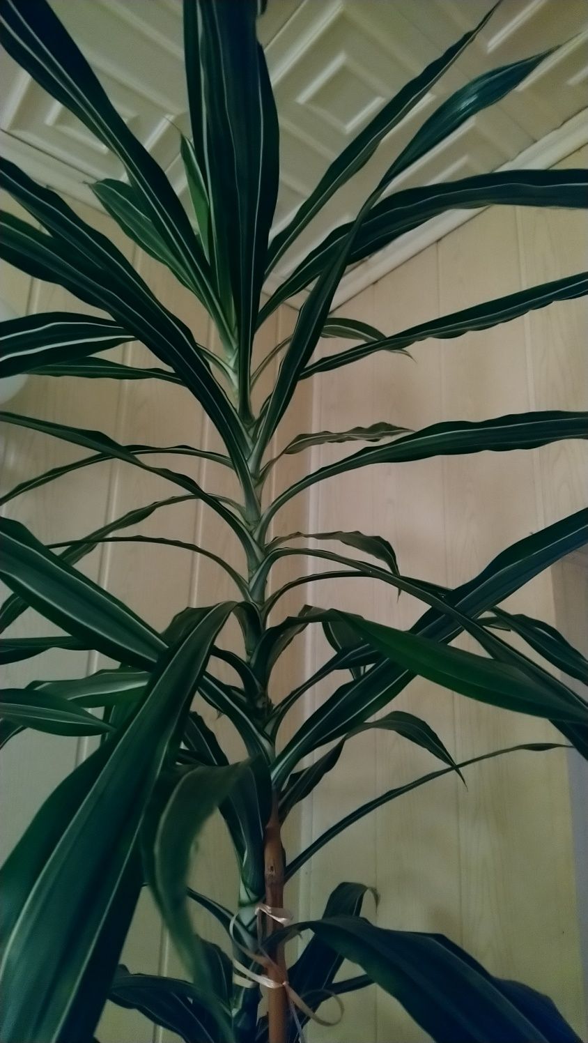 Kwiat    dracena