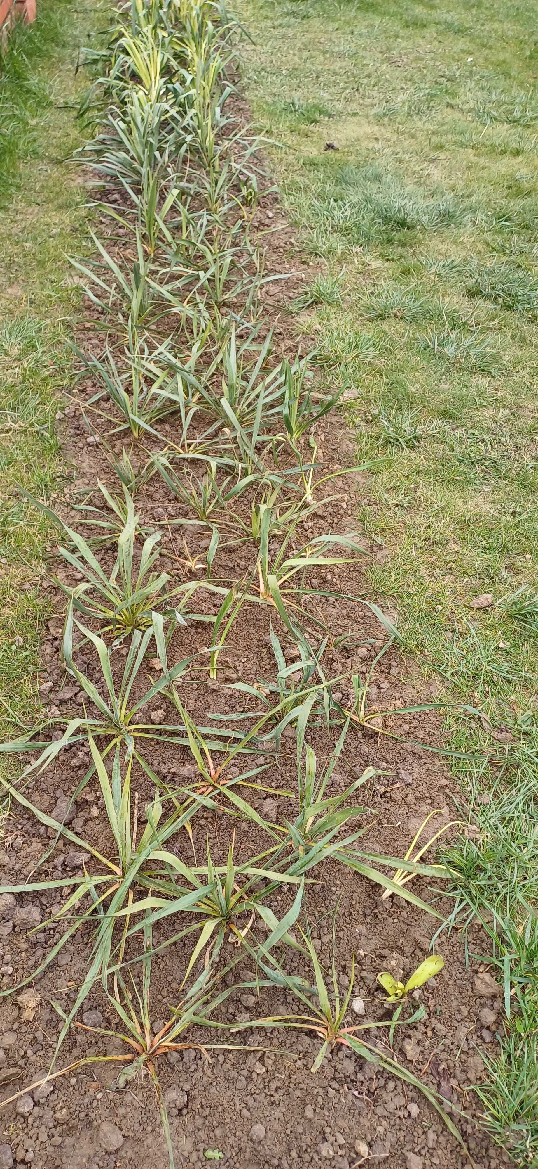 Juka ogrodowa biała sadzoki,hibiskusy.