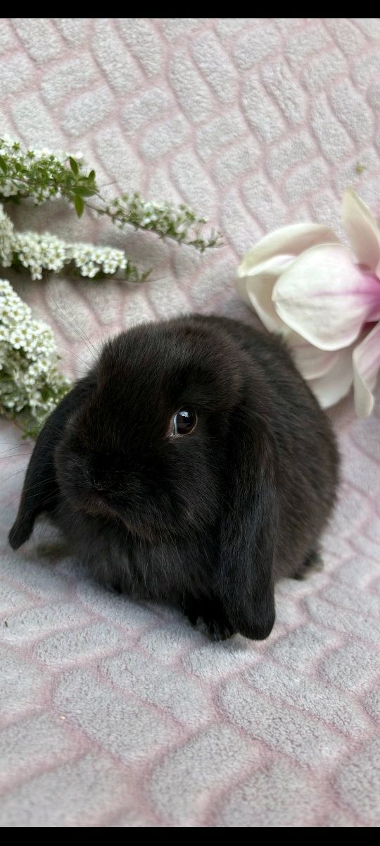 Królik mini Lop, karzełki tedi długowłose
