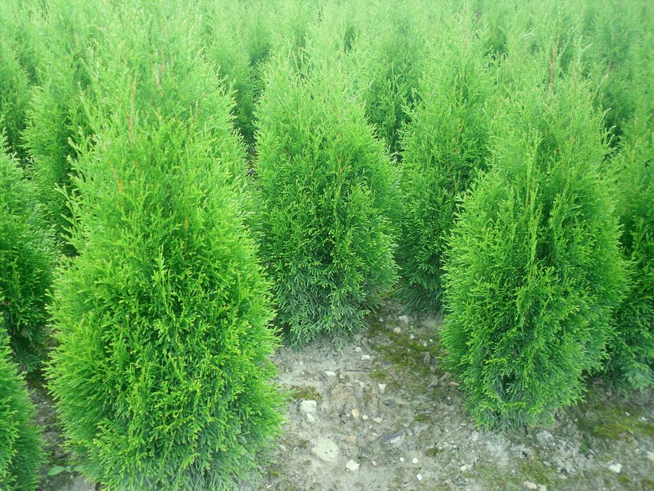 Tuja szmaragd 100-120 cm