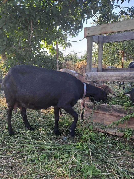 Продам козу Ламанчи