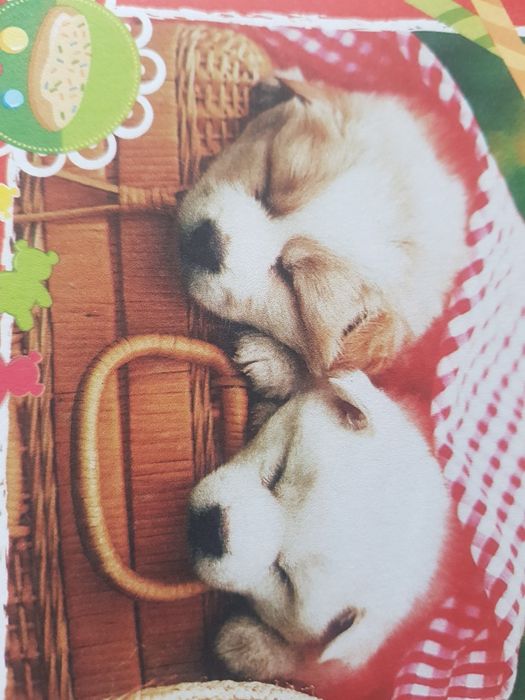 karteczki do segregatora