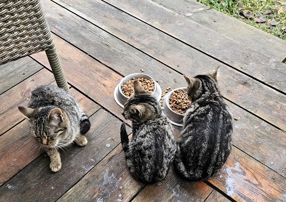 Trzy 4-miesięczne kotki szukają domu