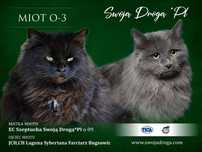 Zapowiedź miotu  O-3 Swoją  Drogą*Pl