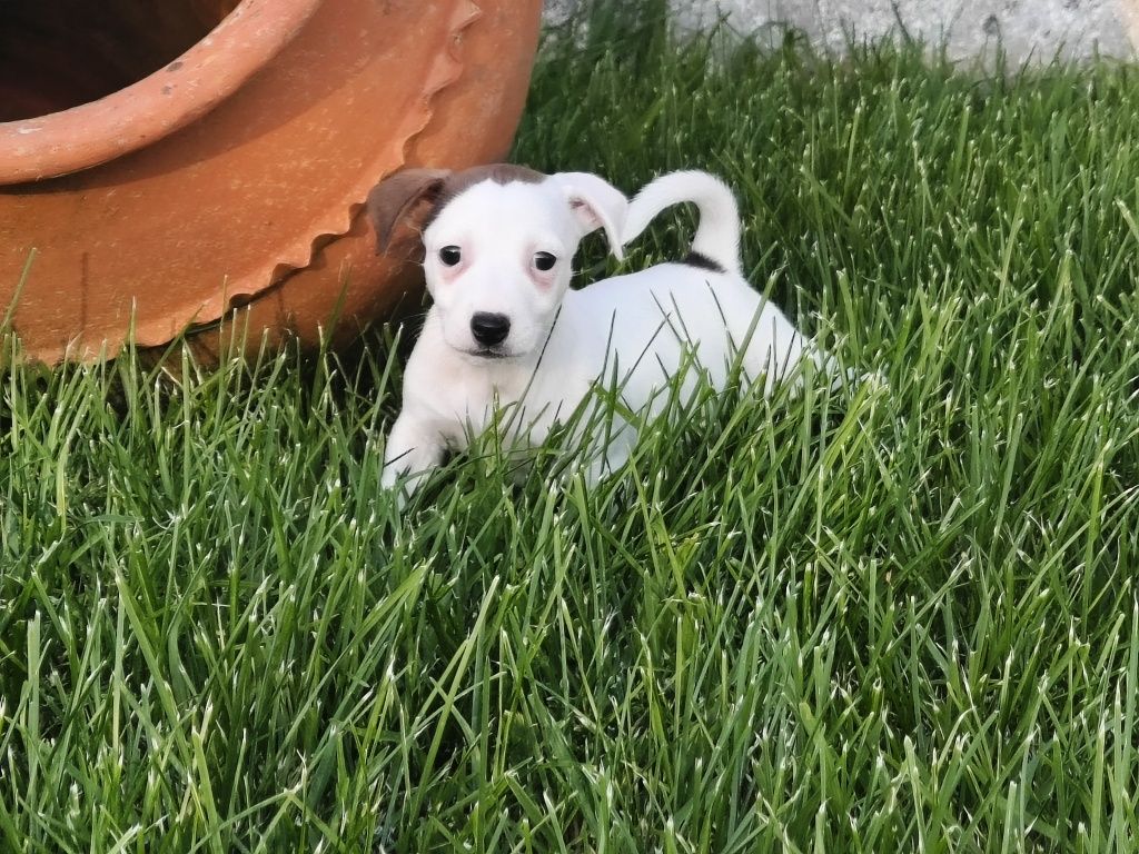 Jack Russell Terrier Fêmea