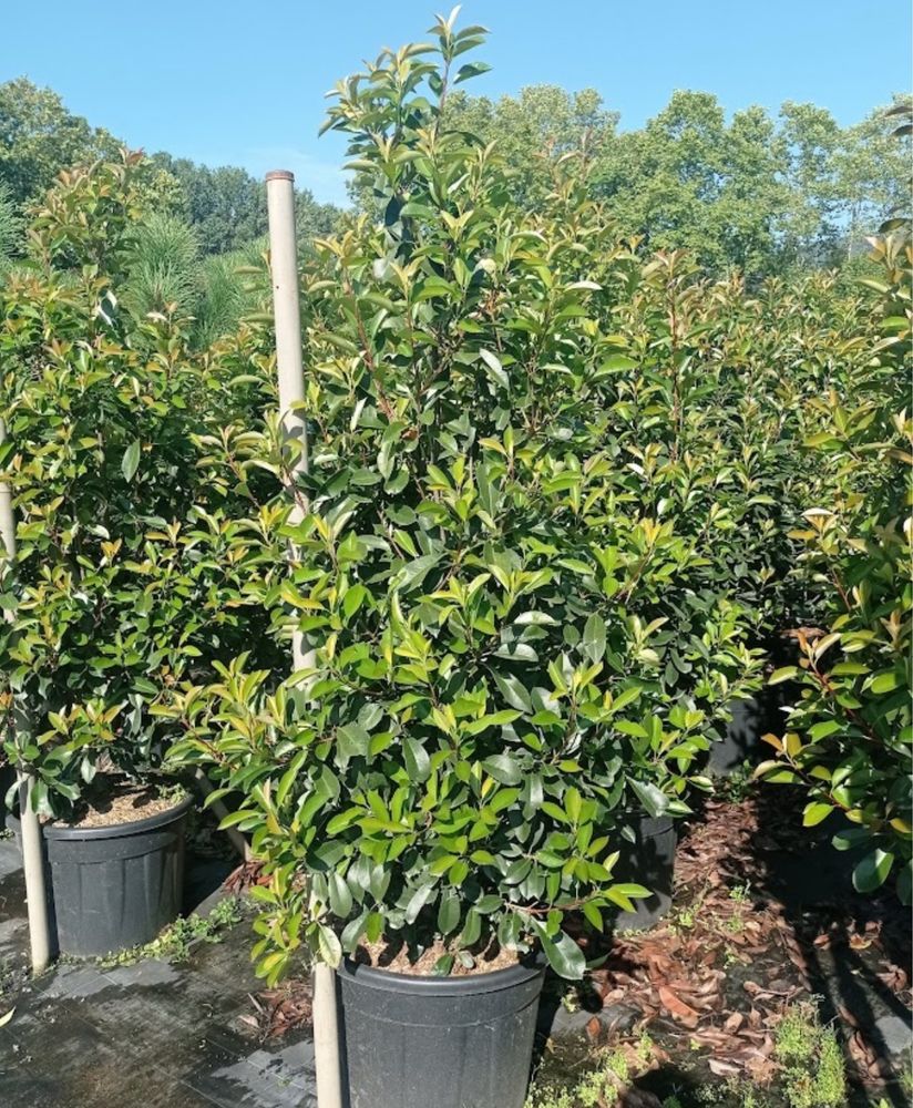 Photinia Red Robin - Carre Rouge - 50CM/100CM/150CM/200CM Alt.