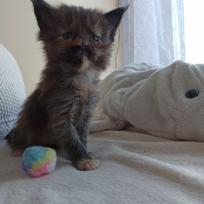 Kotka Maine Coon czarna szylkretowa / FPL