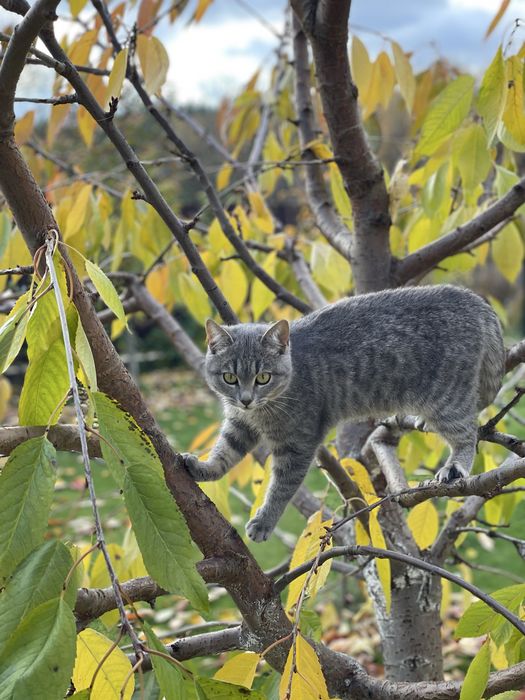 Котеня шукають сімʼю