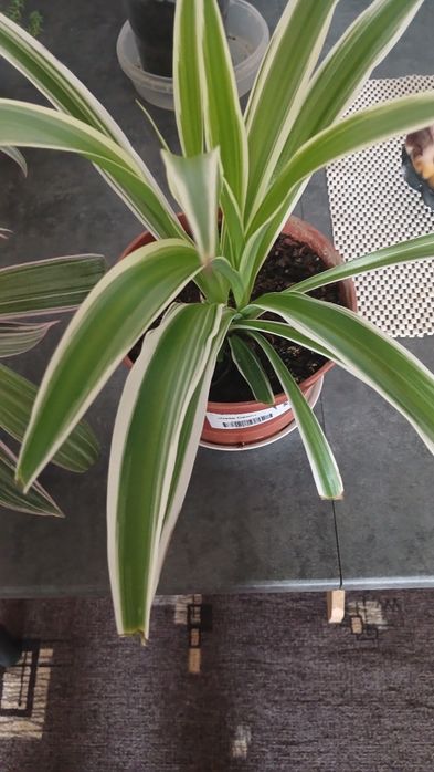 Комнатные разные цветы