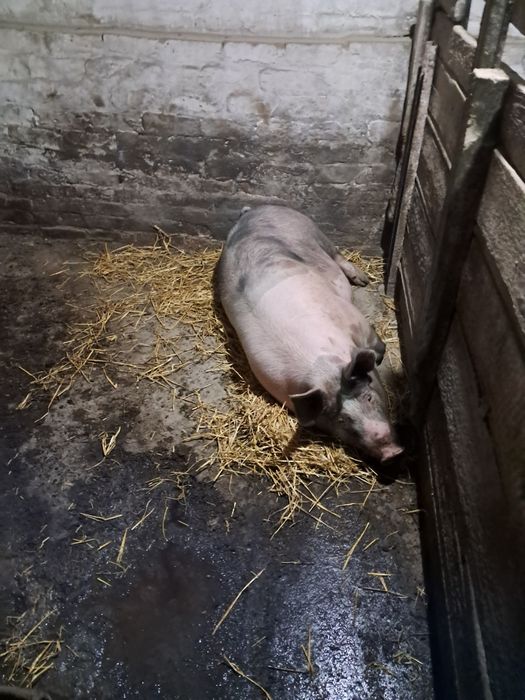 Продам кабана мясной породи