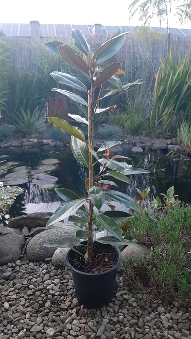 Magnolia grandiflora "Alta", wieczniezielona, duże sadzonki