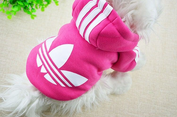 Bluza bluzy dla psa kurtki fla piesków york shih tzu maltańczyk
