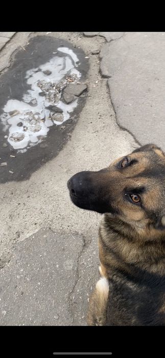 Собака на ост. Восточная подходит к людям