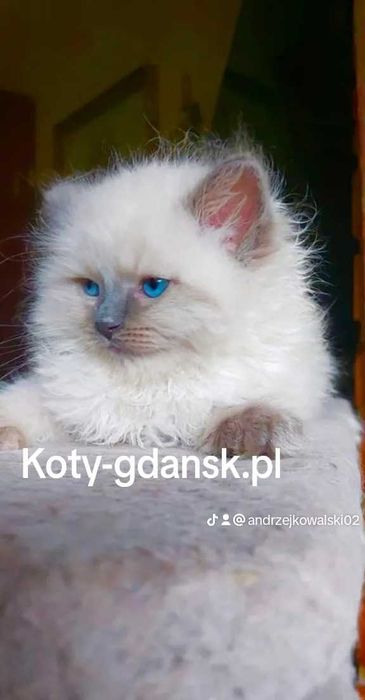 Ragdoll WCF/PZF.PROFESJONALNA hodowla, badania Genetyczne X..2025