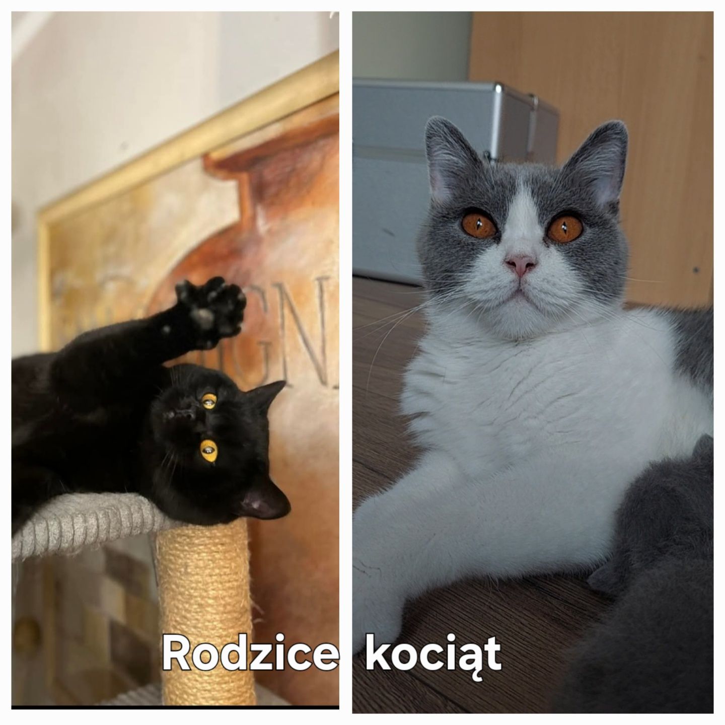 Kot brytyjski rodowód FPL niebieski czarny bicolor  kocurek kotka