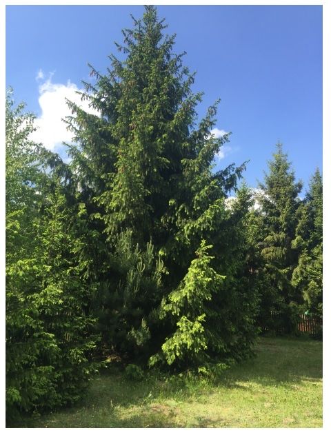 Działka w Puszczy Knyszyńskiej, Zapiecek, Wasilków – 3305 m²