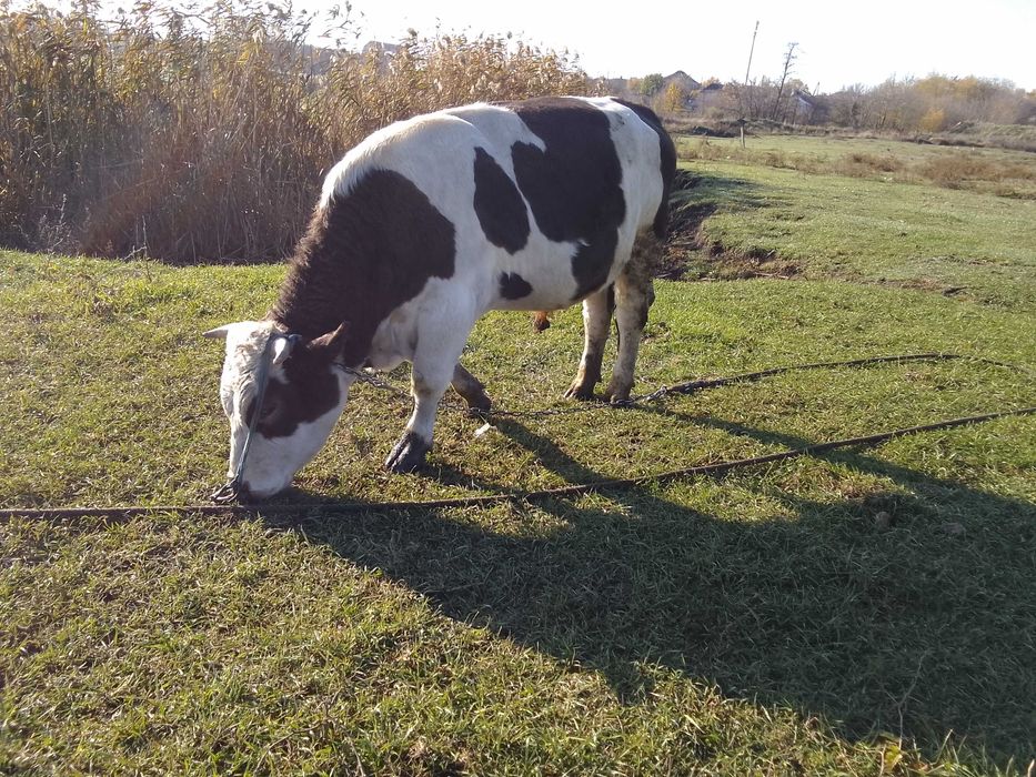 Бичок, теля 1,5 року