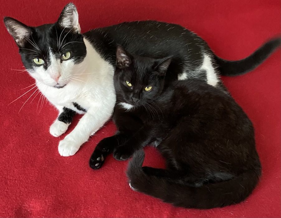 Кішка Белла в пошуку родини