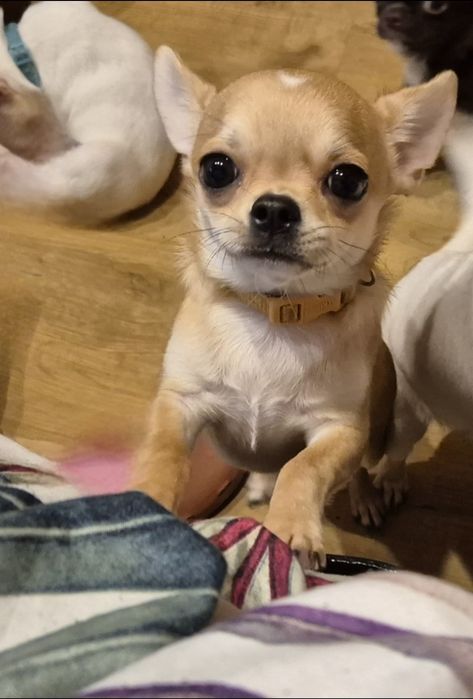 Suczka Chihuahua Krótkowłosa ZKwP