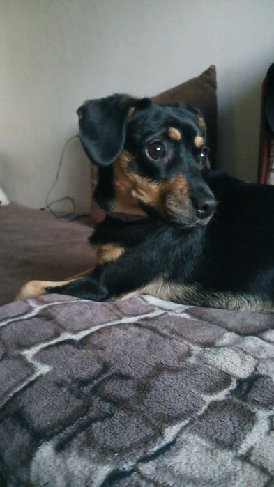 psy sanok mają ponad rok do oddania razem