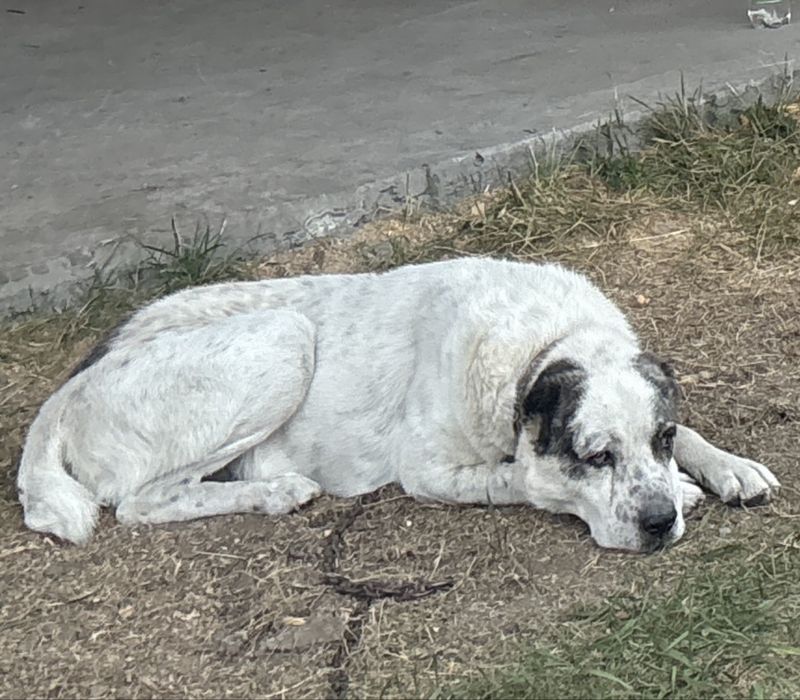Пропал наш друг. Леваневский, трасса, мокрянка.