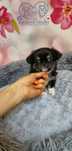 Cudowny chłopczyk chihuahua długowłosy