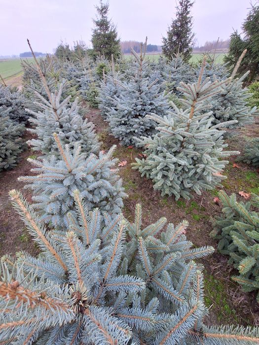 Choinki,świerk srebrny,pospolity,jodła