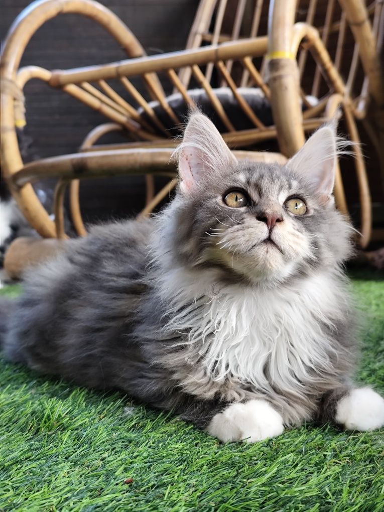 Cudowny Kocurek Maine Coon Fernando Ashantu*PL gotowy do odbioru