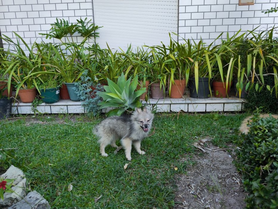 Spitz alemão anão fêmea Lulu da Pomerânia criado em ambiente familiar
