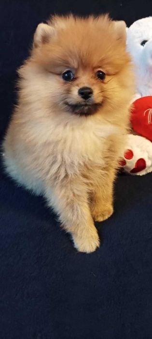 Sunia orange Szpic  Miniaturowy Pomeranian l.